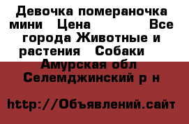 Девочка помераночка мини › Цена ­ 50 000 - Все города Животные и растения » Собаки   . Амурская обл.,Селемджинский р-н